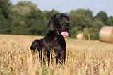 DOGUE ALLEMAND 280